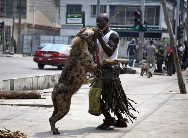 Ну а для самых отчаянных африканских парней, есть вот такие дикие собачки. домашние животные, питомцы, прикол, юмор