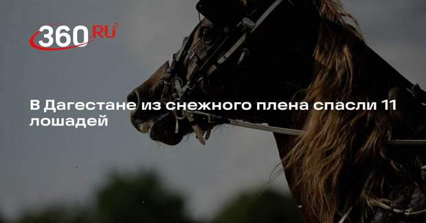 В Дагестане 11 лошадей спасли из снежного плена после аномальных осадков