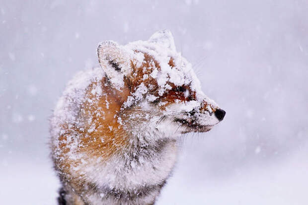 Winter Fox Photography