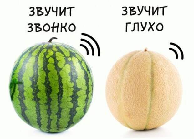 Как выбрать хорошую дыню (5 фото)