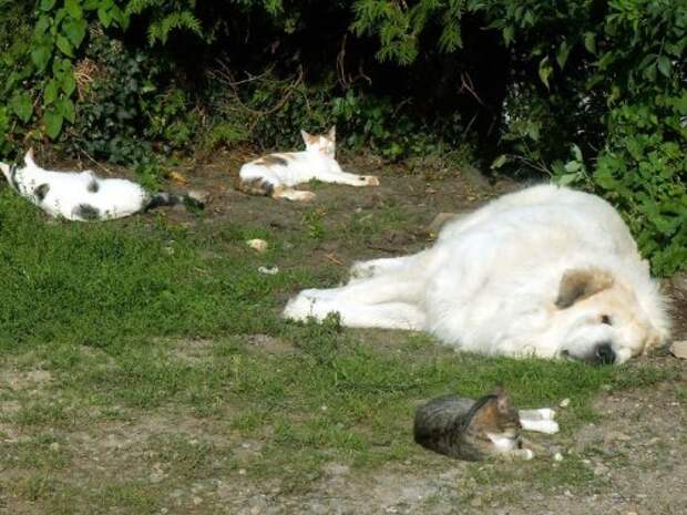 Кошки и собаки, дружбе которых можно только позавидовать (24 фото)