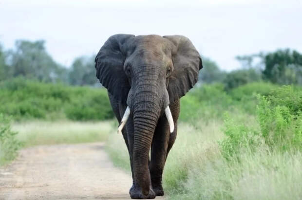 Пострадавшие из-за нападения слона на Шри-Ланке дали советы туристам