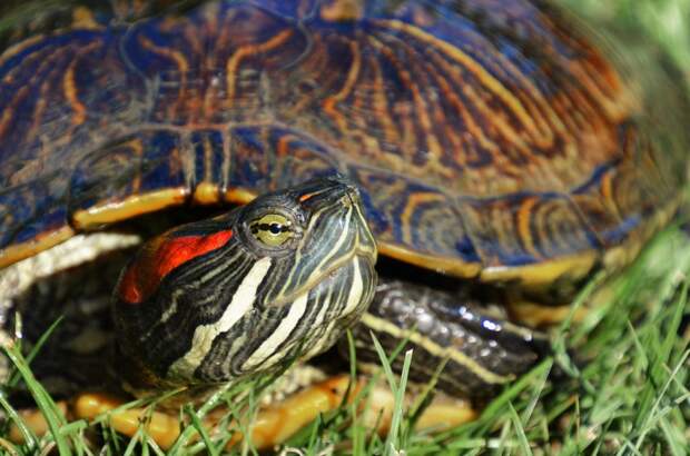 Если красноухую черепаху «отпустить на волю», она не переживет зиму/Pixabay.com