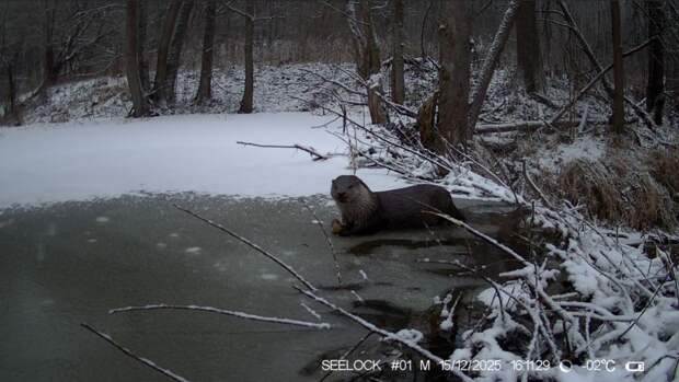Тулякам показали кадры с выдрой в заповеднике на границе с Тульской областью