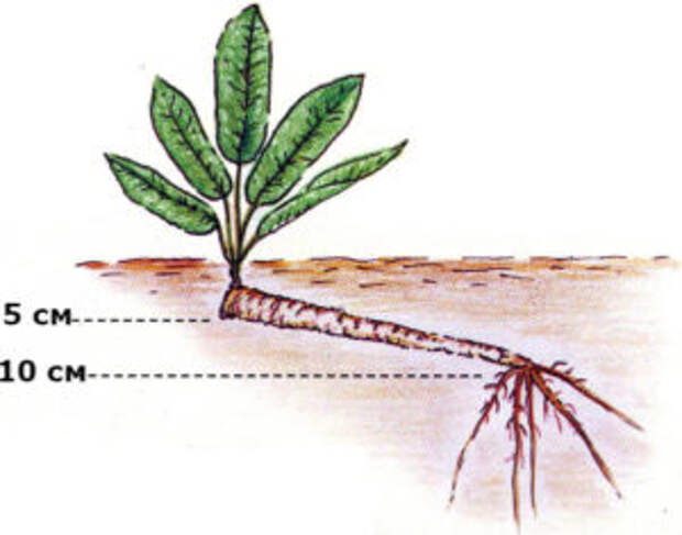 как растет корень хрена