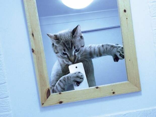 Котоселфи (12 фото)