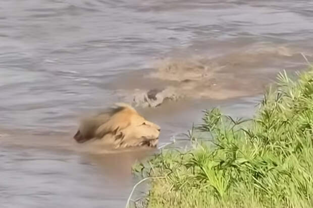 Лев вошел в кишащую крокодилами реку и чуть не лишился жизни