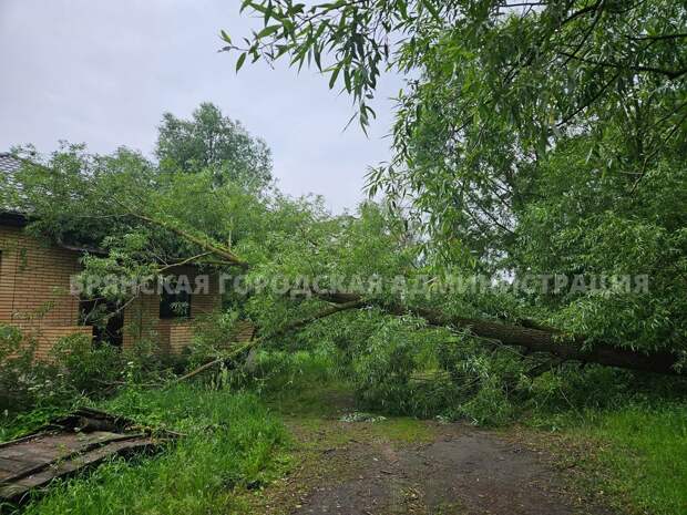 В Брянске сильный ветер повалил деревья, ливень затопил дворы, дороги