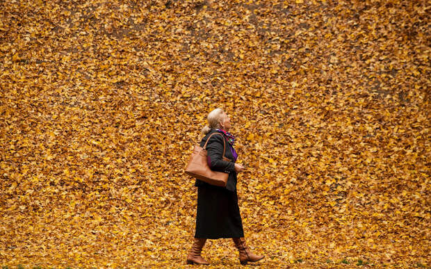 Осенние листья в Приштине, Косово