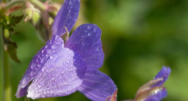 Посадил и забыл: многолетник, который украшает сад весь сезон