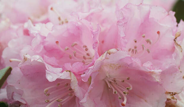 что мы должны знать об азалии