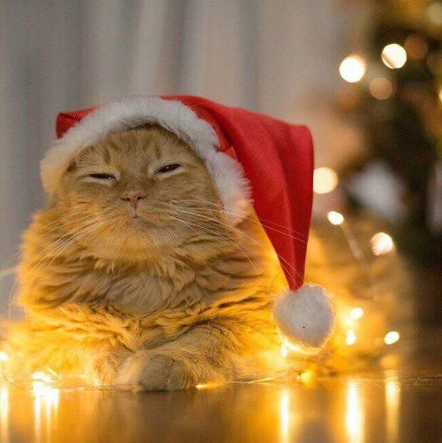 Новогодние коты животные, кот, новый год, рождество