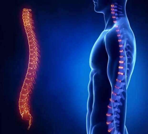 Здоровье и позвоночник