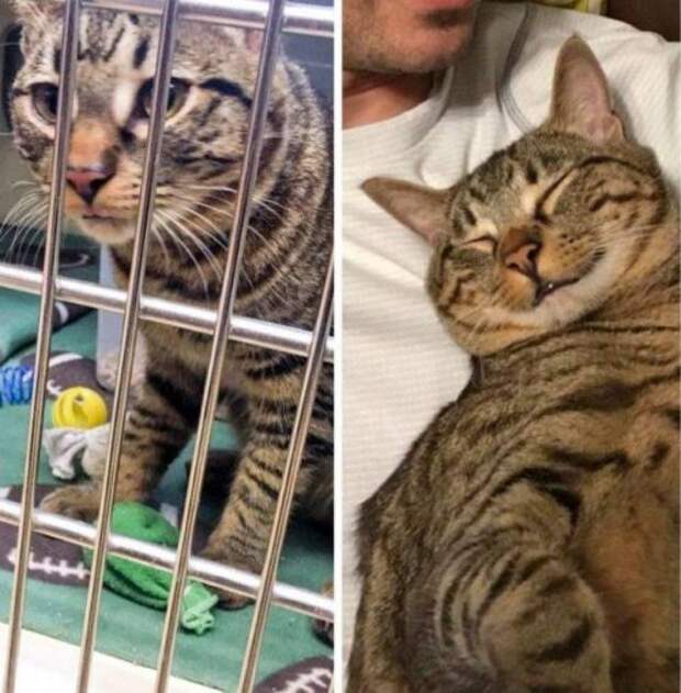 Животные, которые больше не чувствуют себя брошенными