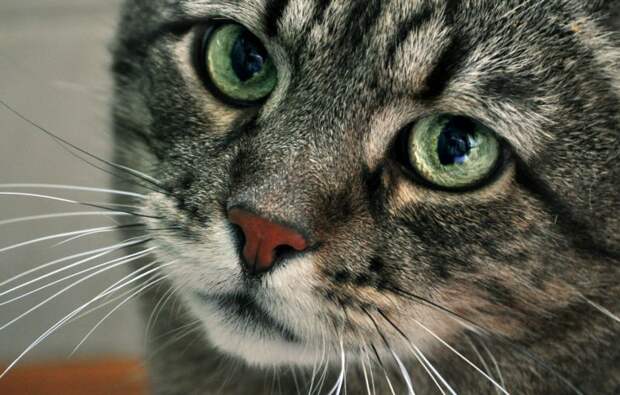 Картинки - Морда серого полосатого кота с большими зелеными глазами