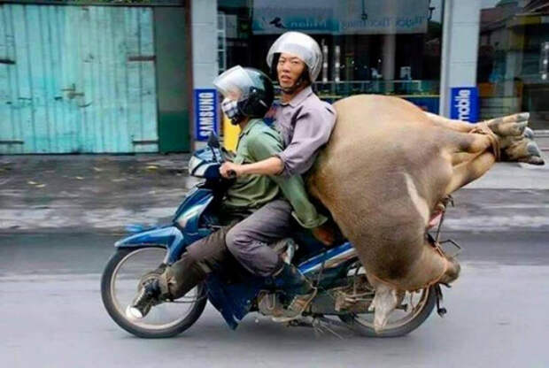 Живой груз.