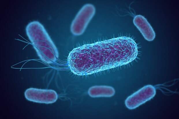 Микробиом кишечника: познакомьтесь с E. coli 