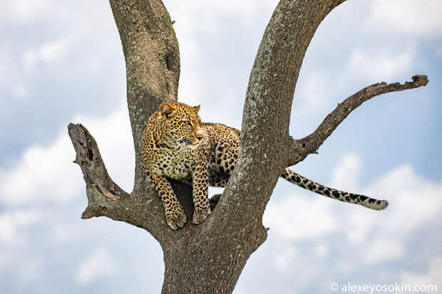 Жизнь леопардов в объективе