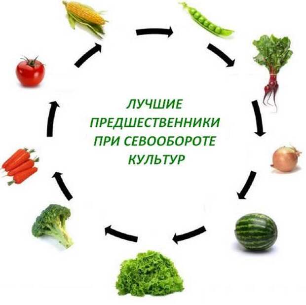 Схема севооборота овощных культур на дачном участке таблица