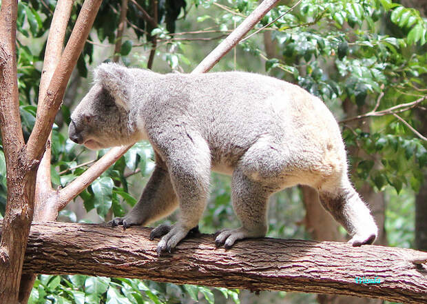 A walking Koala