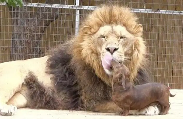 Трогательная   дружба