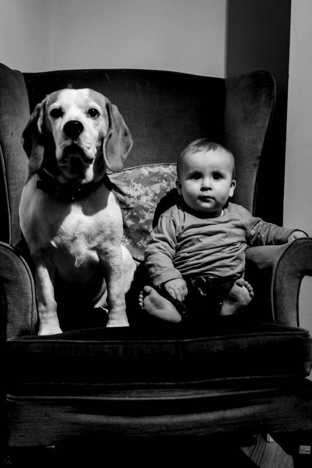 1 год взросление, изменение, собака, собака - друг человека, фотограф, фотопроект