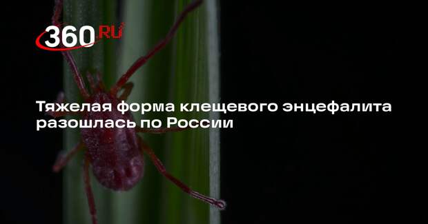 Иммунолог Болков: в России распространилась тяжелая форма клещевого энцефалита