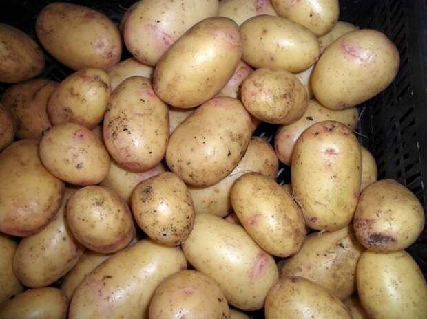 Сорта семенного картофеля