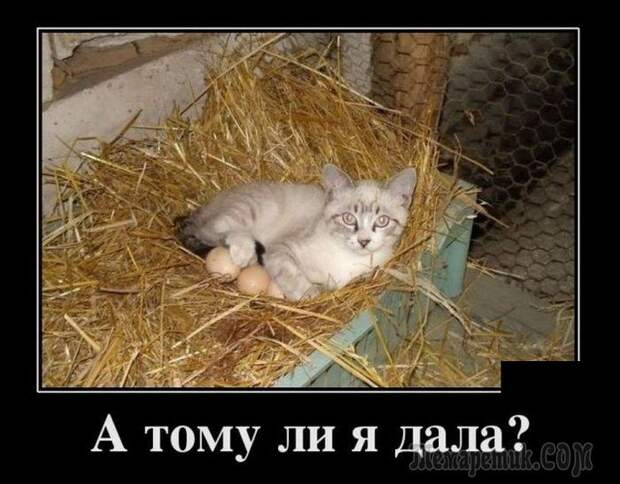 Демотиваторы и просто смешные фото со страниц интернета