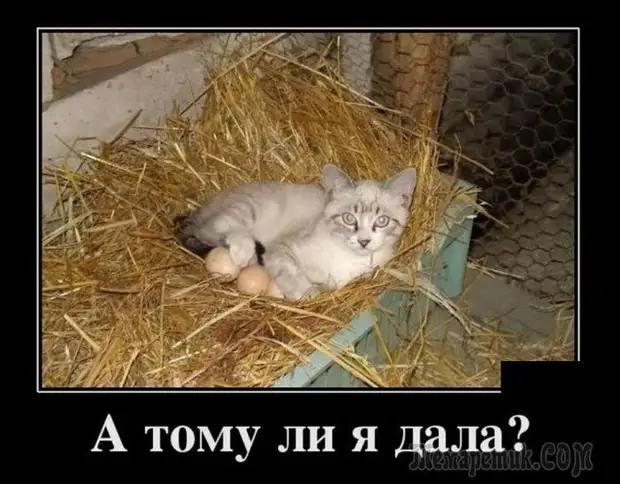Демотиваторы и просто смешные фото со страниц интернета