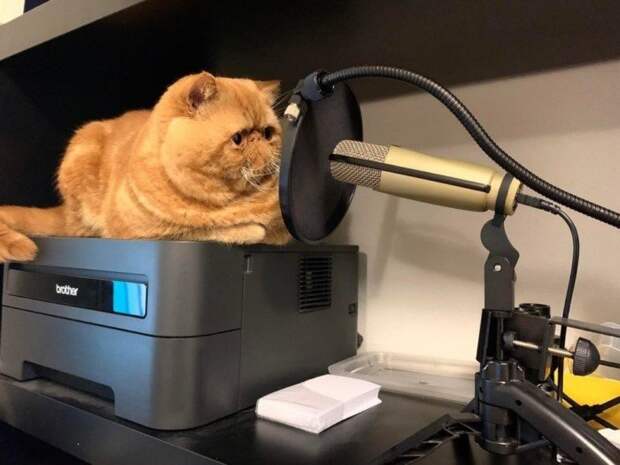Котики, которые ответственно подходят к своей работе