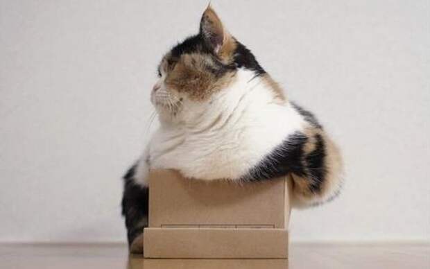 Все кошки своенравны, игривы и обожают коробки! размер тут не имеет значения! животные, коробки, кошки