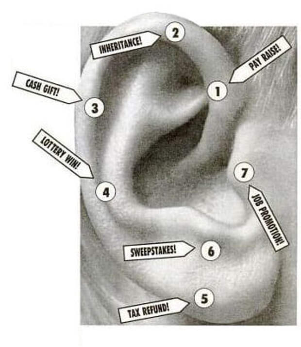 Точки богатства. Точки на ушах. Ухо точки акупунктуры. Точки акупунктуры на ухе. Акупунктурные точки на ушной раковине человека.