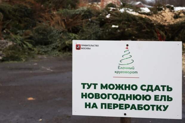 Пункт приёма новогодних ёлок разместили на Кадомцева