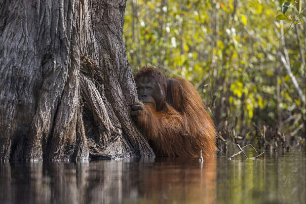 Победители конкурса National Geographic Nature Photographer 2017