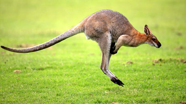 Большой рыжий кенгуру (Macropus rufus), фото фотография сумчатые животные