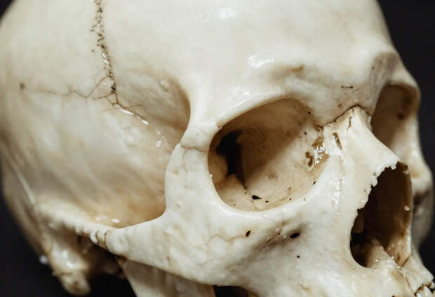 Врачи выдвинули новую гипотезу о вымирании неандертальцев. Дело в беременности