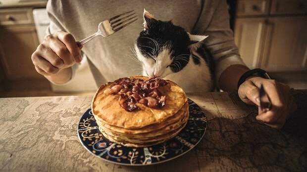 Кошка ест Кот кушает