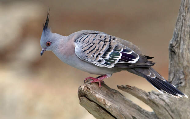 Ocyphaps lophotes