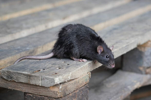 В детском саду Красноярска крыса искусала ребенка во время прогулки