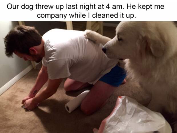 If you've ever had a dog, you've probably done everything in your power to care for and protect them.