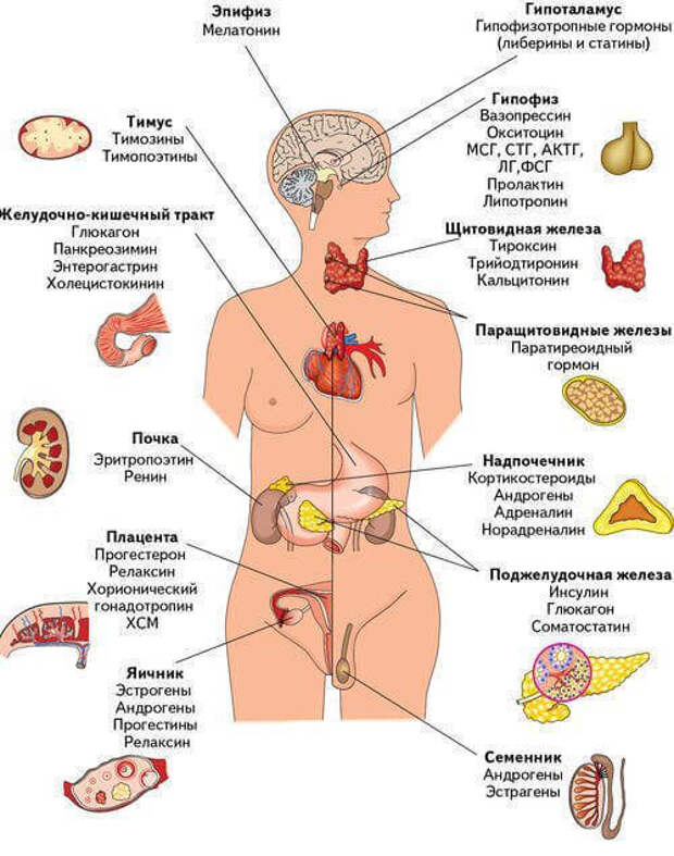 Железы нашего организма схема