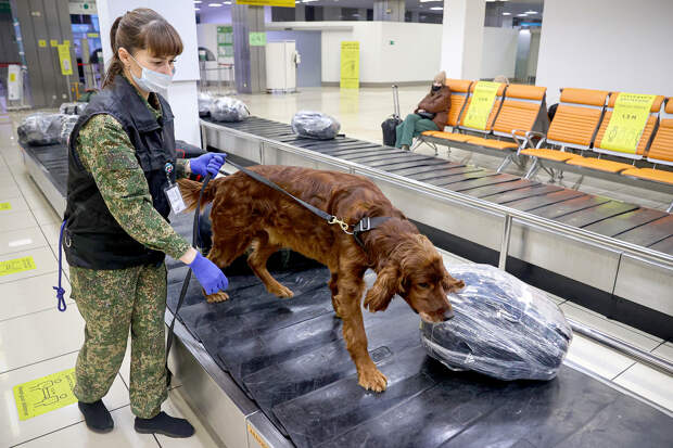 Российского ветеринара осудили за контрабанду кокаинового рома. Как корыстная подруга подставила ее, превратив в наркокурьера?