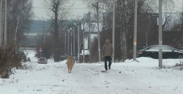 пес гуляет с мужчиной