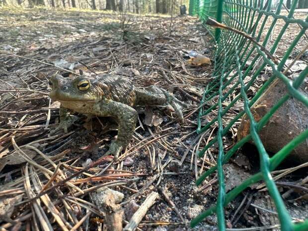 Петербуржские волонтеры помогут лягушкам добраться до Сестрорецкого разлива