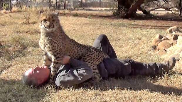 Картинки по запросу cheetah playing with human