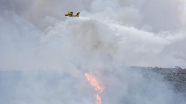 Драконовские меры против чиновников и черных лесорубов. Можно ли спасти леса России от пожаров?