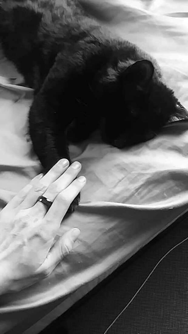 человек оплакивает кота кот спит