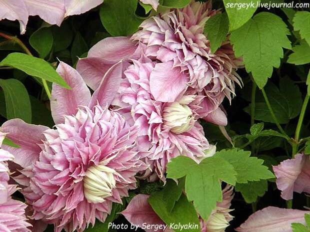 Clematis Josephine (15).JPG Clematis Josephine (15).JPG