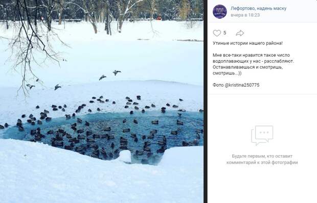 Фото дня: утки для медитации из Лефортовского парка